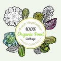 Cabbage chinese headed vegetable groceries vintage vector sticker, poster, label template. Hipster fresh food line