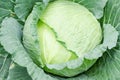 Cabbage Royalty Free Stock Photo