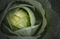 Cabbage