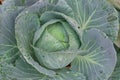 Cabbage closeup. freshly growing cabbage field, cabbage hurvest Royalty Free Stock Photo