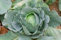 Cabbage closeup. freshly growing cabbage field, cabbage hurvest Royalty Free Stock Photo