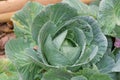 Cabbage closeup. freshly growing cabbage field, cabbage hurvest Royalty Free Stock Photo