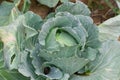 Cabbage closeup. freshly growing cabbage field, cabbage hurvest Royalty Free Stock Photo