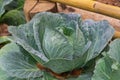 Cabbage closeup. freshly growing cabbage field, cabbage hurvest concept Royalty Free Stock Photo