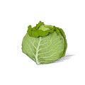 Cabbage color sketch draw isolated over white