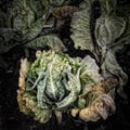 Cabbage on a Compost Heap