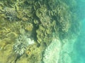 Cabbage corals (Sinularia dura) under the sea at Fitzroy island in north Queensland