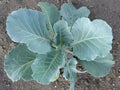 Cabbage crop growing, young plants Royalty Free Stock Photo