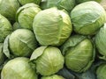 Cabbage crops stocks image natural