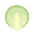 Cabbage cut in half isolated on white background. Vector illustration of slice of cabbage Royalty Free Stock Photo
