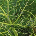 Cabbage damaged by caterpillars