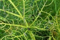 Cabbage damaged by caterpillars Royalty Free Stock Photo