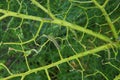 Cabbage damaged by caterpillars