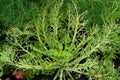 Cabbage damaged by caterpillars