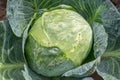 Cabbage damaged by caterpillars and slugs