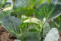 Cabbage damaged by caterpillars and slugs