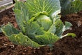 cabbage damaged or eaten by parasites, pests in the garden concept