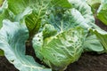 Cabbage damaged by insects on the bed