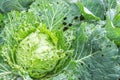 Cabbage damaged by insects pests close-up. Head and leaves of cabbage in hole, eaten by larvae butterflies and caterpillars. Royalty Free Stock Photo