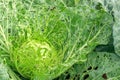 Cabbage damaged by insects pests close-up. Head and leaves of cabbage in hole, eaten by larvae butterflies and caterpillars. Royalty Free Stock Photo