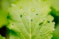 Cabbage damaged by insects pests close-up. Royalty Free Stock Photo