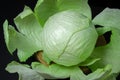 Cabbage on a dark background. Head of fresh cabbage on a black background Royalty Free Stock Photo