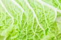 Cabbage detail with leaves texture. With clipping path Royalty Free Stock Photo