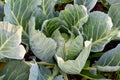 Cabbage - ecological vegetable garden Royalty Free Stock Photo