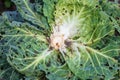 The cabbage exploded in the garden