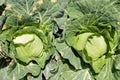 Cabbage farm