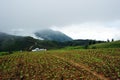 Cabbage farm