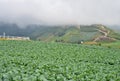 Cabbage farm