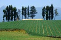 Cabbage farm of the fushoushan farm, Taiwan