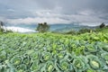 Cabbage farm at the mountaion, Located Phu Tubburk Royalty Free Stock Photo