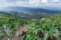 Cabbage farm at the top of Mon Jam mountain in Chiangmai, Thailand Royalty Free Stock Photo