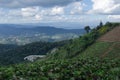 Cabbage farm at the top of Mon Jam mountain in Chiangmai, Thailand Royalty Free Stock Photo