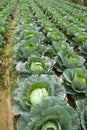 Cabbage farming
