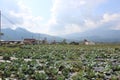 Cabbage farming in the city of Malang, Indonesia