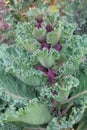 Cabbage in farming and harvesting. Violet cabbage growing in the rustic garden. Growing vegetables at home. Vertical photo.