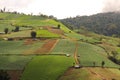 Cabbage farming