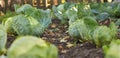 Cabbage farming. Plots row of growing crops plant. Green leave of cabbage in the natural condition. Vegetable garden. Organic farm