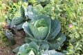 Cabbage farming in a row on a village field.