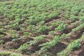 Cabbage farming in a row on a village field.