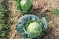 Cabbage farming in a row on a village field. Royalty Free Stock Photo