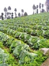 Cabbage farming under the foot of Mount Sindoro, Central Java, Indonesia Royalty Free Stock Photo