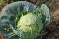 Cabbage farming on a village field. Royalty Free Stock Photo