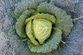 Cabbage on farmland ready to harvest Royalty Free Stock Photo