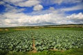 Cabbage field