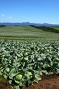 Cabbage field Royalty Free Stock Photo