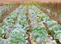 Cabbage field at fully mature stage ready to harvest Royalty Free Stock Photo